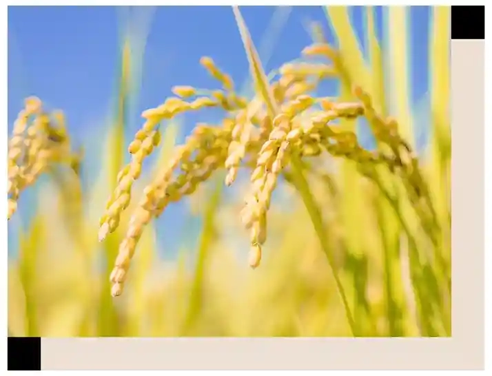 mos rice