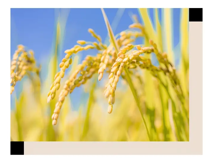 mos rice